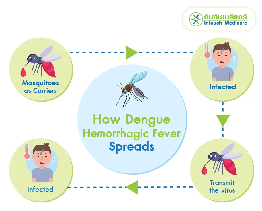 How Dengue Hemorrhagic Fever Spreads How Dengue Hemorrhagic Fever Spreads