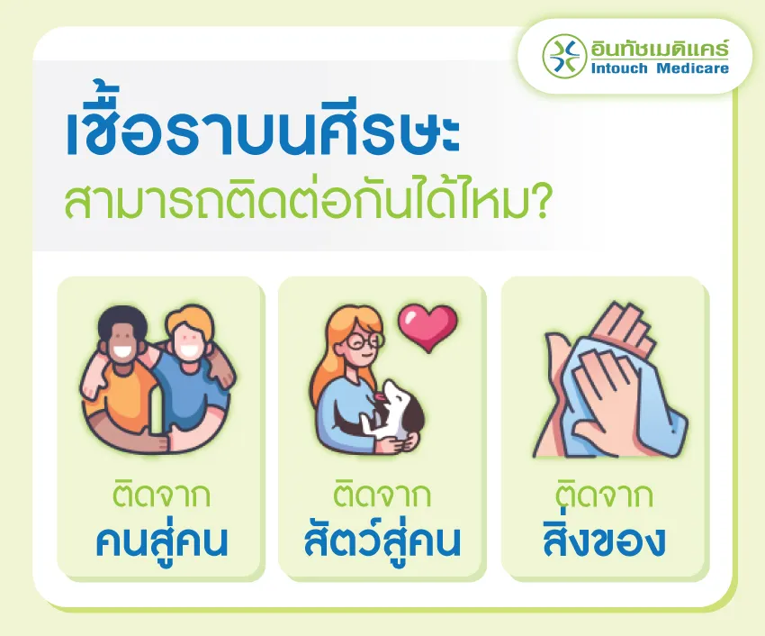 เชื้อราบนศีรษะสามารถติดต่อกันได้ไหม เชื้อราบนศีรษะสามารถติดต่อกันได้ไหม