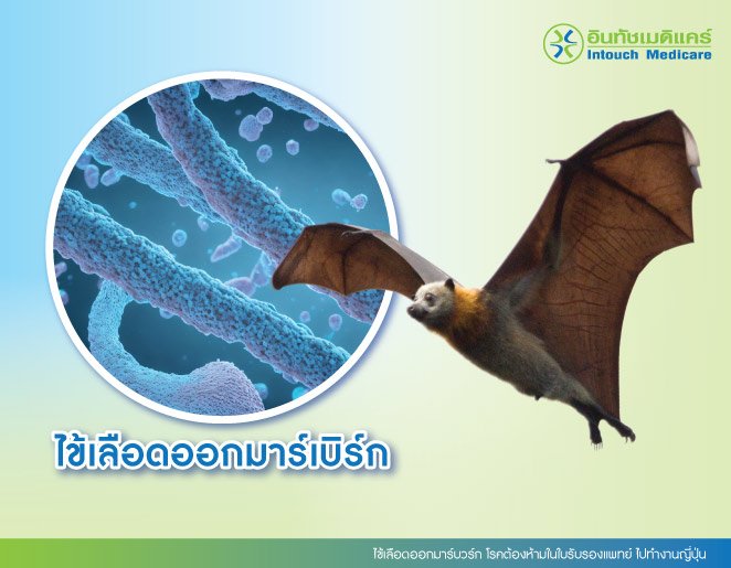 ไข้เลือดออกมาร์บวร์ก โรคต้องห้ามในใบรับรองแพทย์ ไปทํางานญี่ปุ่น ไข้เลือดออกมาร์บวร์ก โรคต้องห้ามในใบรับรองแพทย์ ไปทํางานญี่ปุ่น