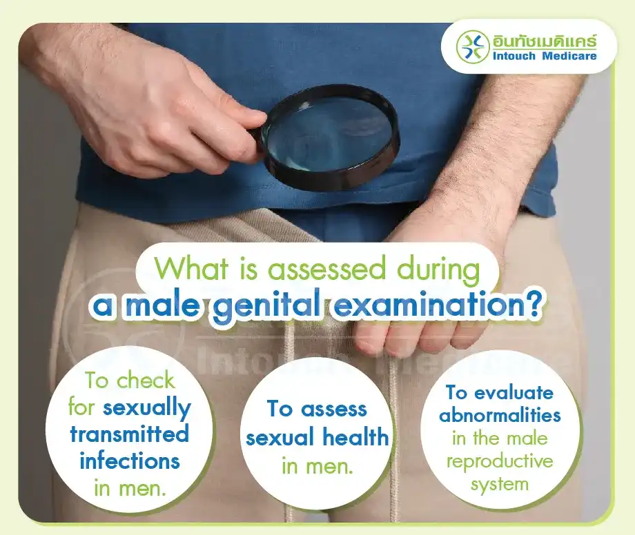 What is assessed during a male genital examination? What is assessed during a male genital examination?