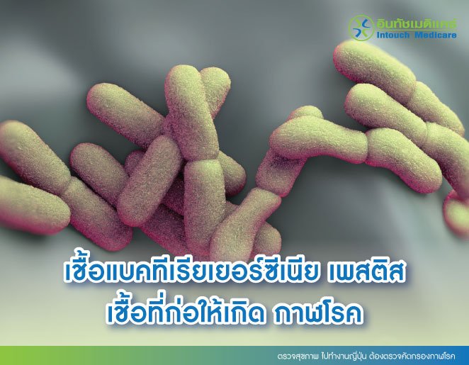 ตรวจสุขภาพ ไปทํางานญี่ปุ่น ต้องตรวจคัดกรองกาฬโรค ตรวจสุขภาพ ไปทํางานญี่ปุ่น ต้องตรวจคัดกรองกาฬโรค