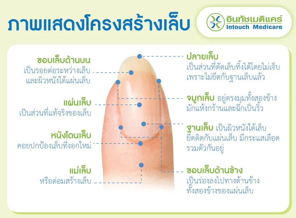 ภาพแสดงโครงสร้างเล็บ